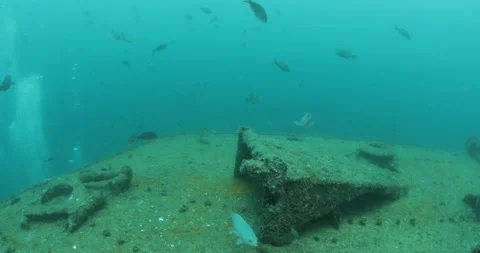 Green Turtle Exploring the Fang Ming Shipwreck in Baja California Sur Stock Footage 302757076