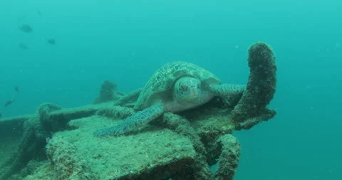 Green Turtle Exploring the Fang Ming Shipwreck in Baja California Sur Stock Footage 302757265