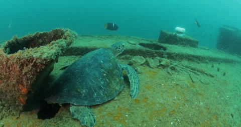 Green Turtle Exploring the Fang Ming Shipwreck in Baja California Sur Stock Footage 302757422