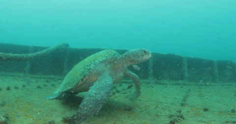 Green Turtle Exploring the Fang Ming Shipwreck in Baja California Sur Stock Footage 302757622
