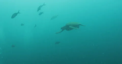 Green Turtle Exploring the Fang Ming Shipwreck in Baja California Sur Stock Footage 302757973