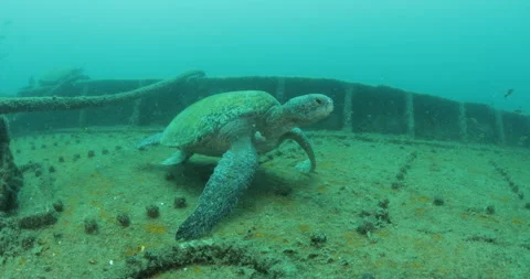 Green Turtle Exploring the Fang Ming Shipwreck in Baja California Sur Stock Footage 302758252