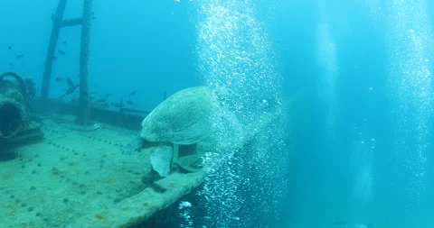 Green Turtle Exploring the Fang Ming Shipwreck in Baja California Sur Stock Footage 302787302
