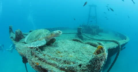 Green Turtle Exploring the Fang Ming Shipwreck in Baja California Sur Stock Footage 302788162