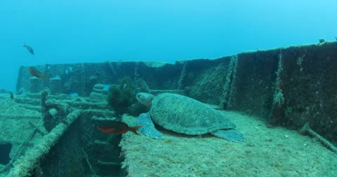Green Turtle Exploring the Fang Ming Shipwreck in Baja California Sur Stock Footage 302788639