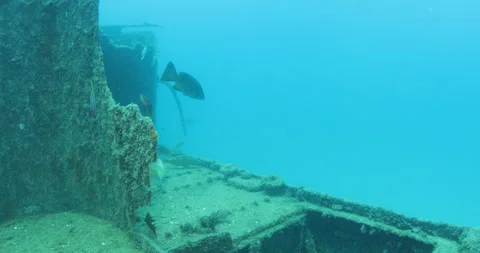 Green Turtle Exploring the Fang Ming Shipwreck in Baja California Sur Stock Footage 302789073