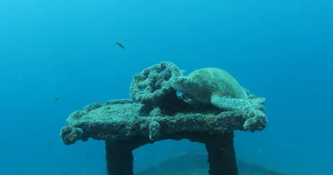 Green Turtle Exploring the Fang Ming Shipwreck in Baja California Sur Stock Footage 302789198