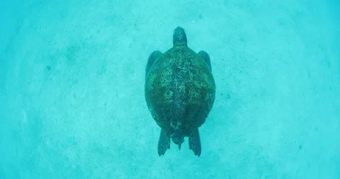 Green Turtle Exploring the Fang Ming Shipwreck in Baja California Sur Stock Footage 302789595