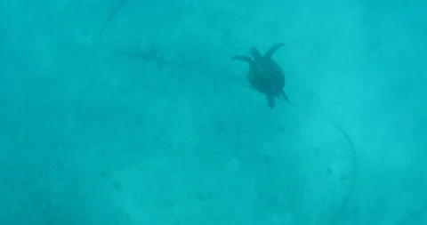 Green Turtle Exploring the Fang Ming Shipwreck in Baja California Sur Stock Footage 302789841