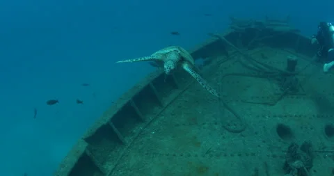 Green Turtle Exploring the Fang Ming Shipwreck in Baja California Sur Stock Footage 302790151