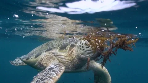 Green Turtle Feeding on Algae at the Surface - Close Up/Split Shot - Malaysia Video stock 89053850