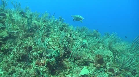 Green Turtle Stock Footage 10712290