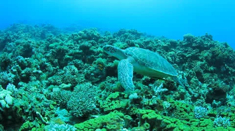 Green Turtle Stock Footage 23226216