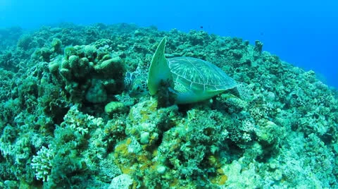 Green Turtle Stock Footage 23226301