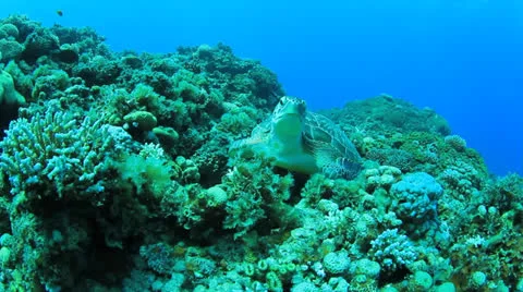 Green Turtle Video stock 23226348
