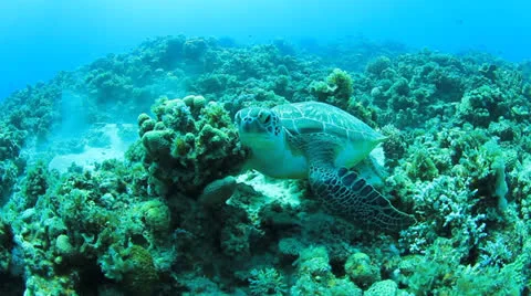 Green Turtle Stock Footage 23226432