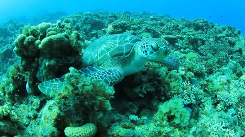 Green Turtle Stock Footage 23226484
