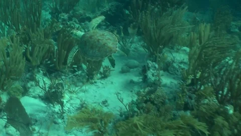 Green Turtle Stock Footage 85325623