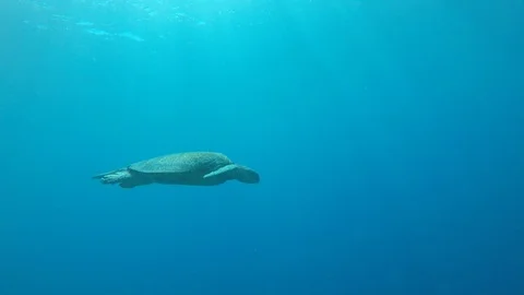 Green Turtle Stock Footage 88611347