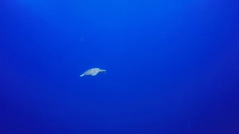 Green Turtle Video stock 88612057