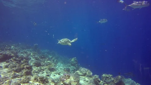 Green Turtle Stock Footage 88612477