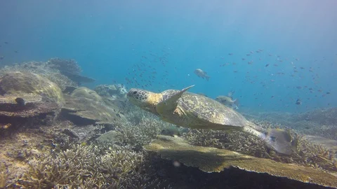 Green Turtle Stock Footage 89706136