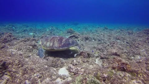 Green turtle Stock Footage 92473517