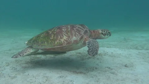 Green turtle Stock Footage 95733539