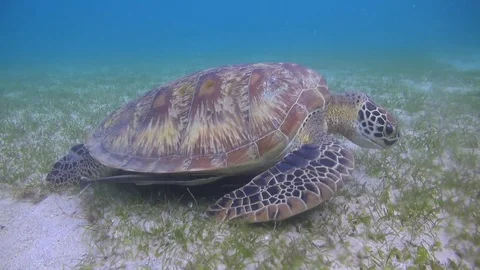Green turtle Stock Footage 95733572