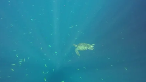Green Turtle Stock Footage 129926247