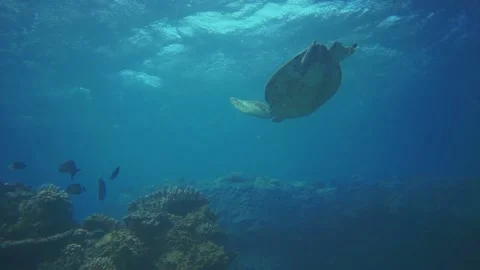 Green turtle Stock Footage 130449426
