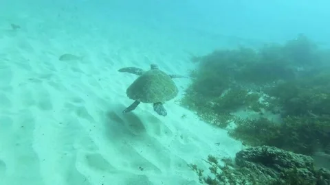 Green Turtle Stock Footage 146101324
