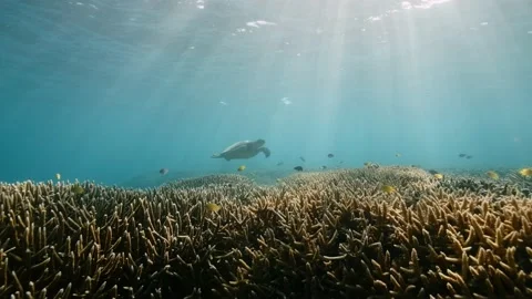 Green Turtle Video stock 166931352