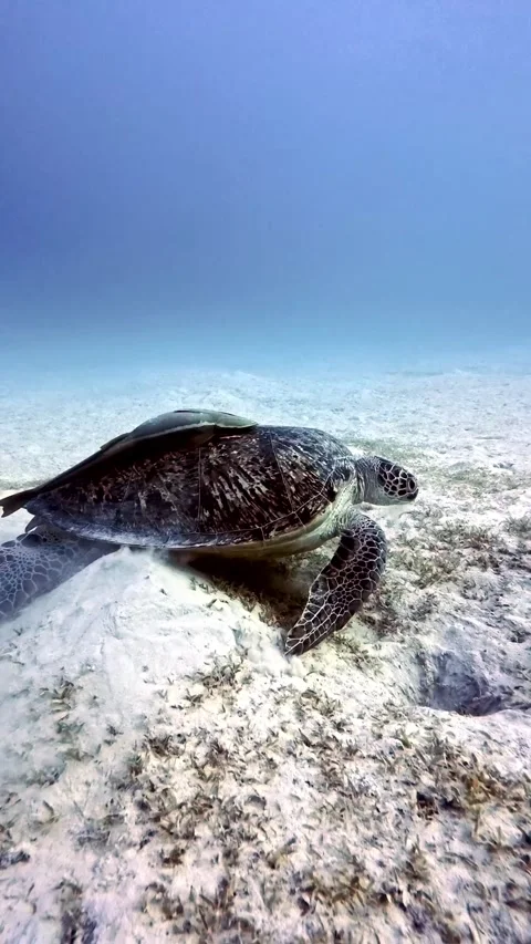 Green turtle 库存影片 310045120