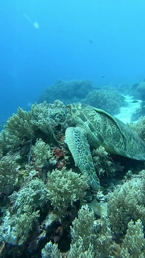 Green turtle 库存影片 310550075