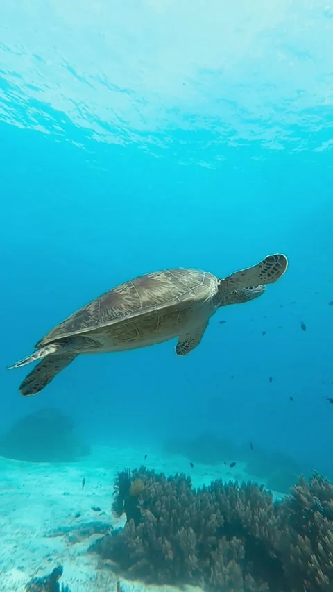 Green turtle 库存影片 310550076