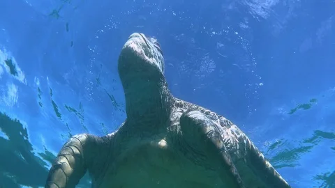 Green turtle in the great barrier reef taking a breath of air at water surface 스톡 동영상 104580966