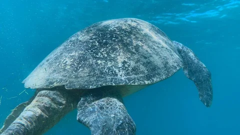 Green turtle in the great barrier reef taking a breath of air at water surface  Видео 104581216