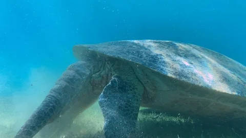 Green turtle in the great barrier reef eating some sea grass. Close up orbit. Stock Footage 104581308