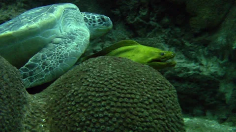 Green Turtle &amp; Green Moray Eel Video stock 37712166