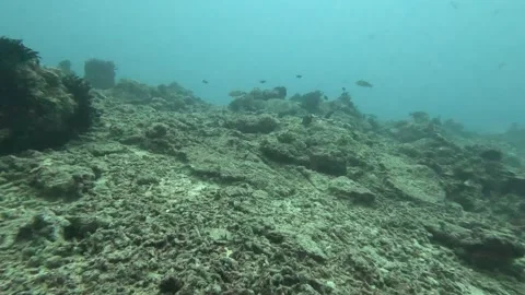 Green turtle - hard to notice before the end of the video Stock Footage 286377206
