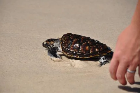Green turtle hatchling Stock Photos