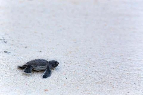 Green Turtle Hatchlings Stock Photos