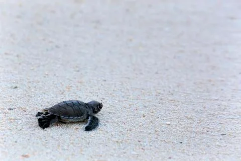 Green Turtle Hatchlings Stock Photos
