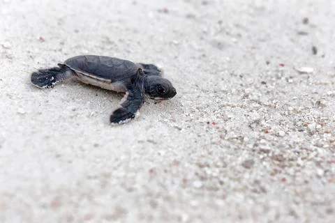 Green Turtle Hatchlings Stock Photos