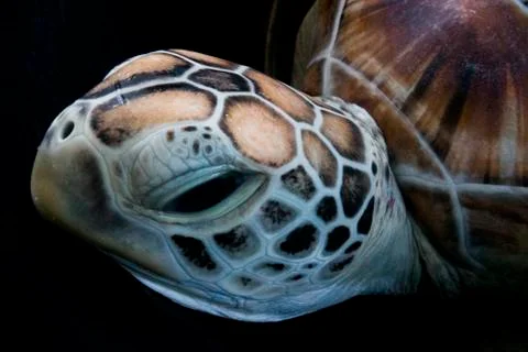 Green turtle head Stock Photos