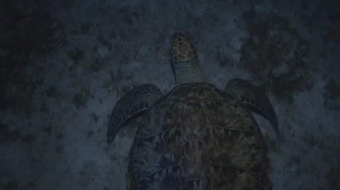 Green turtle at night Stockbeeldmateriaal 5825711