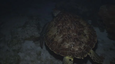 Green turtle at night II Vídeo Stock 5794900