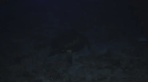 Green turtle at night III Vidéo 5795930