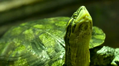 The green turtle not moving along Stock Footage 64379054